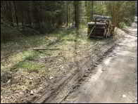 Morchella eximioides