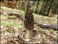Morchella eximioides