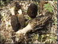 Morchella eximioides