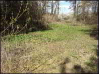 Morchella eximioides