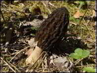 Morchella eximioides