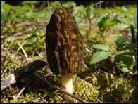 Morchella eximioides
