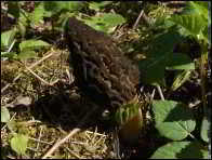 Morchella eximioides