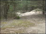 Morchella norvegiensis