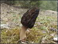 Morchella norvegiensis