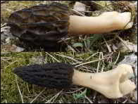 Morchella norvegiensis