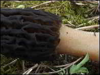 Morchella norvegiensis