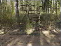 Morchella norvegiensis