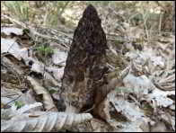 Morchella norvegiensis