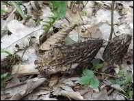 Morchella norvegiensis