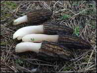 Morchella pulchella