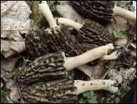 Morchella purpurascens