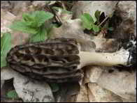 Morchella purpurascens