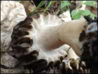 Morchella purpurascens