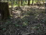 Morchella purpurascens