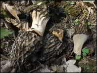 Morchella purpurascens
