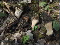 Morchella purpurascens
