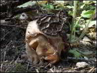 Morchella purpurascens