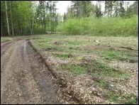 Morchella purpurascens