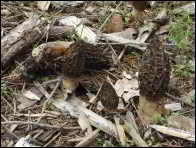 Morchella purpurascens