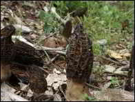 Morchella purpurascens