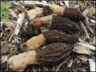 Morchella purpurascens