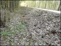 Morchella purpurascens