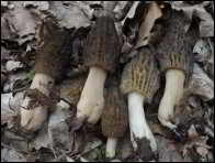 Morchella purpurascens