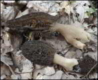 Morchella purpurascens