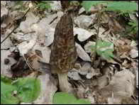 Morchella purpurascens