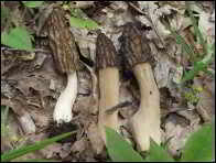 Morchella purpurascens