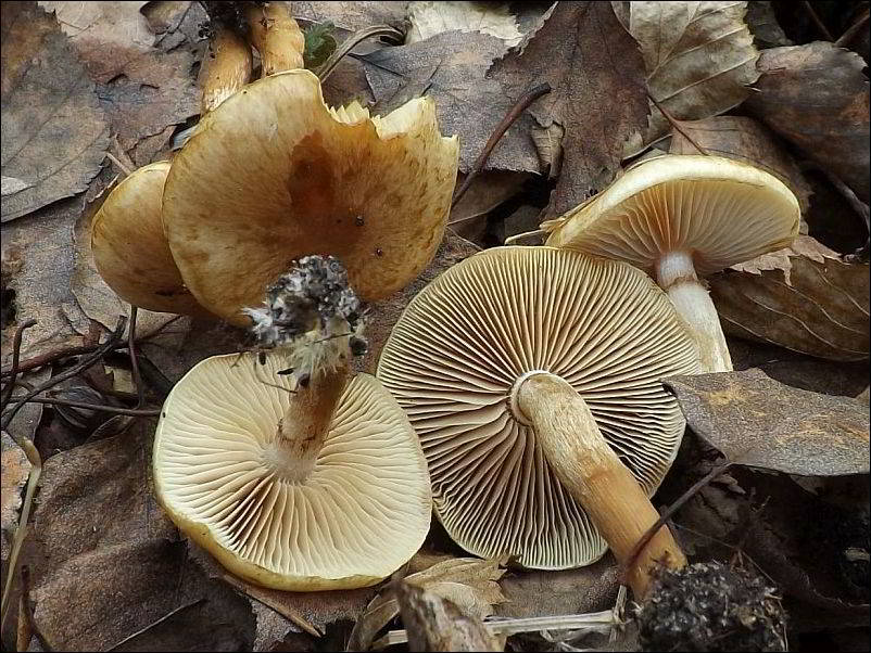 Pholiota elegans