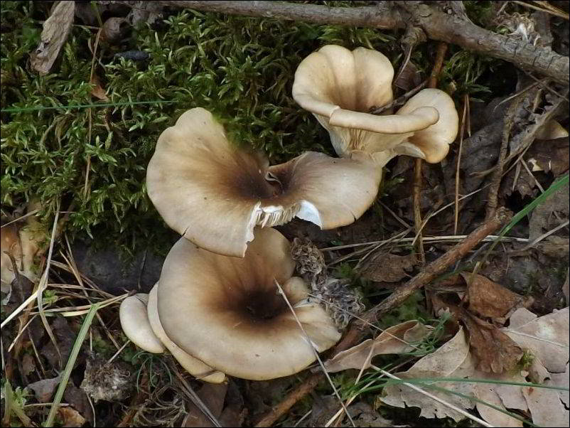 Pleurotus cornucopiae