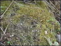 Peziza exogelatinosa