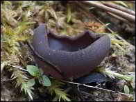 Peziza exogelatinosa