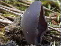 Peziza exogelatinosa