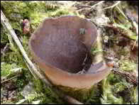 Peziza exogelatinosa