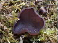 Peziza exogelatinosa