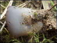 Peziza exogelatinosa