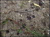 Peziza exogelatinosa