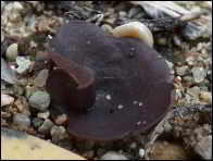 Peziza exogelatinosa