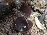 Peziza exogelatinosa