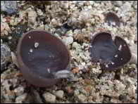 Peziza exogelatinosa