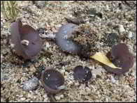 Peziza exogelatinosa