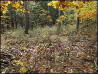 Hemipholiota heteroclita