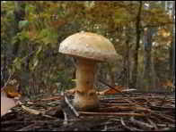 Hemipholiota heteroclita