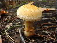 Hemipholiota heteroclita