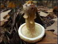 Hemipholiota heteroclita