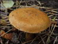 Pholiota lucifera