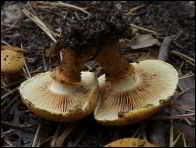 Pholiota lucifera